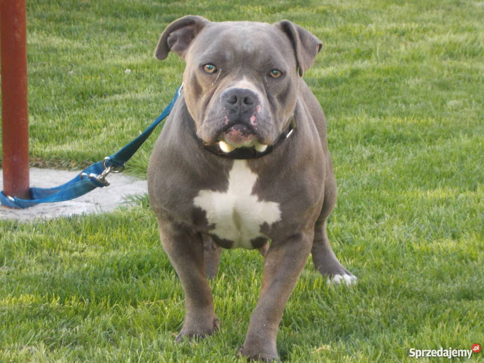 Suczka American Bully Płock sprzedam