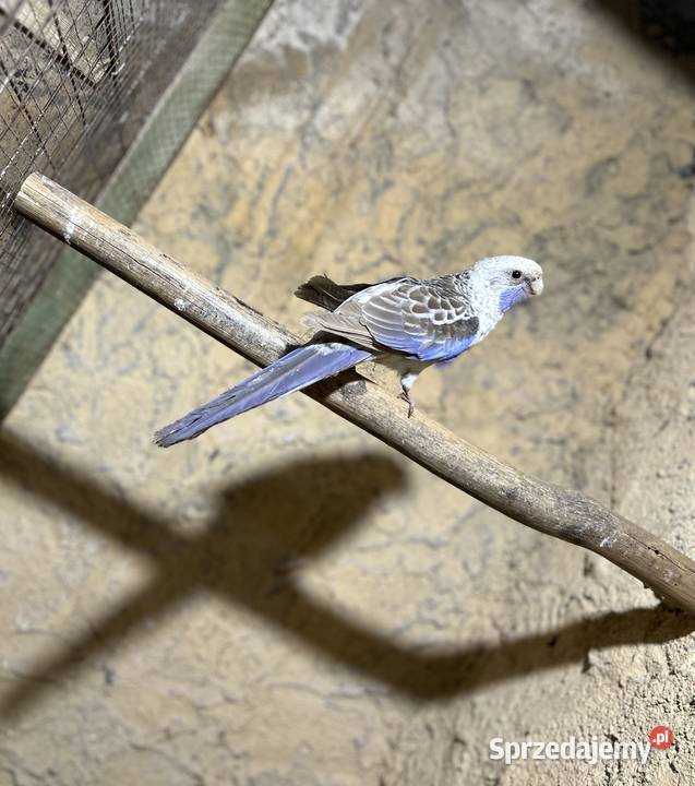 Rozella rozelle królewskie niebieskie Stodólno