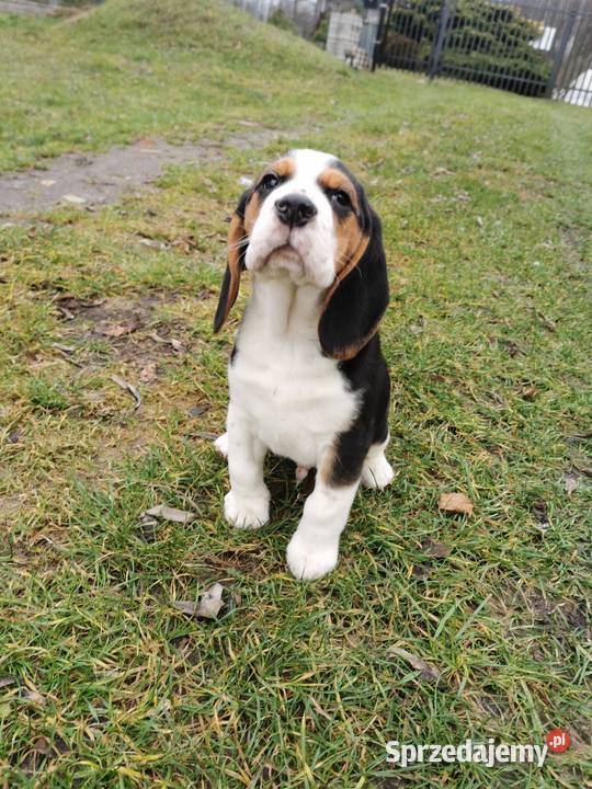 Szczeniak beagle mały piesek mazowieckie Warszawa