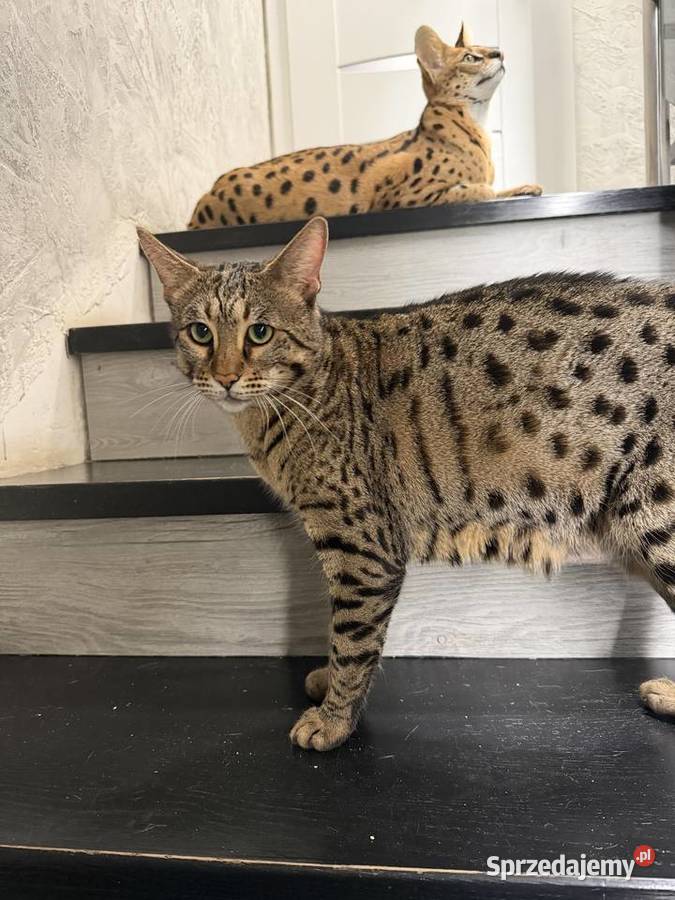 Savannah F3 Rihanna Kraków