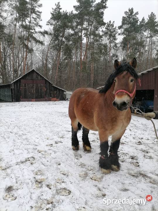 Ogier zimnokrwisty Chorzele sprzedam