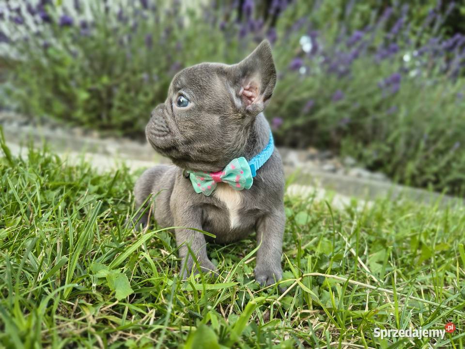 Buldog francuski