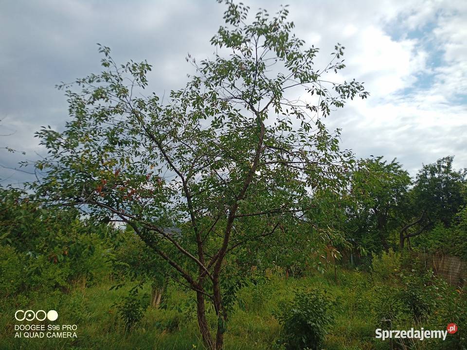 DZIAŁKA ROD WÓJTOWA ROLA OLSZTYN