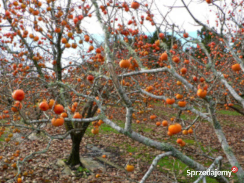 HURMA AMERYKAŃSKA Diospyros Kaki sadzonki w kujawsko-pomorskie Ustronie