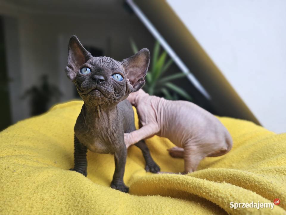 Kotka Sfinks kanadyjski Vascat EKKR FPL Lublin