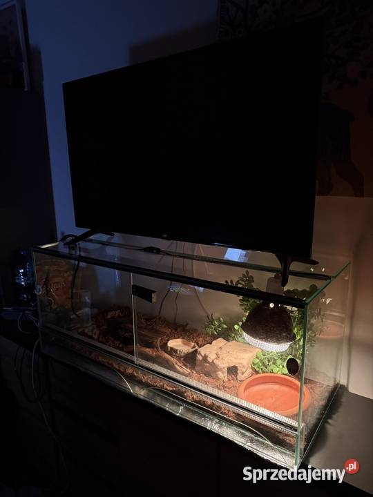 Waż pyton królewski Highway cb21 2100g regius Gdańsk