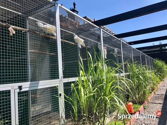 Kakadu Alba Park Papug Kraków