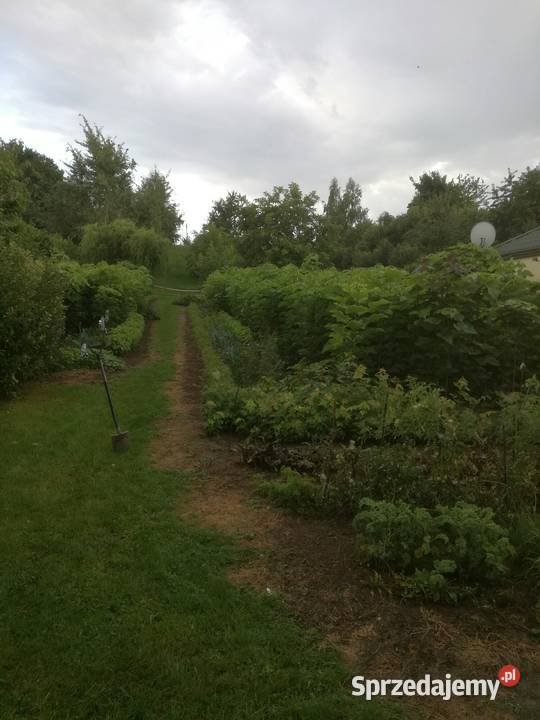 catalpa katalpa surmia nana szczepiona kula na Puławy