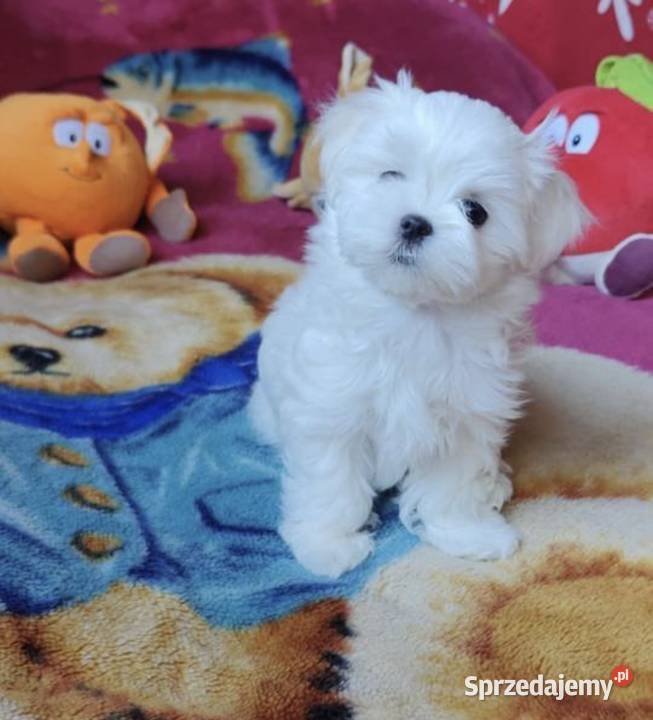 Oddam szczeniaka Maltańczyka z rodowodem