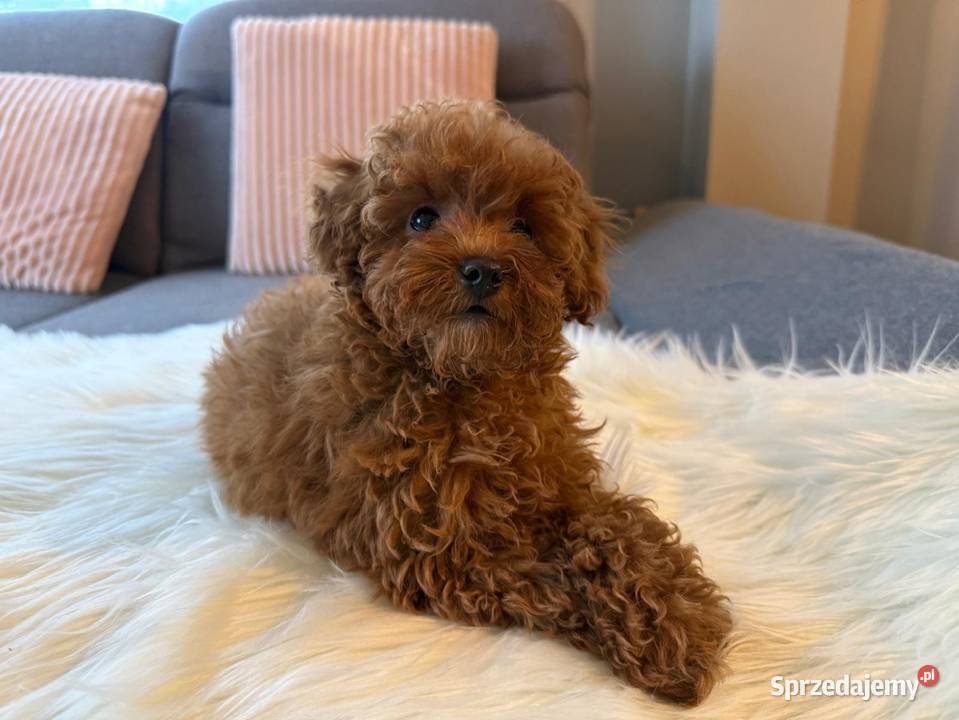 Pudelek Toy Piesek Pozostałe mazowieckie Warszawa