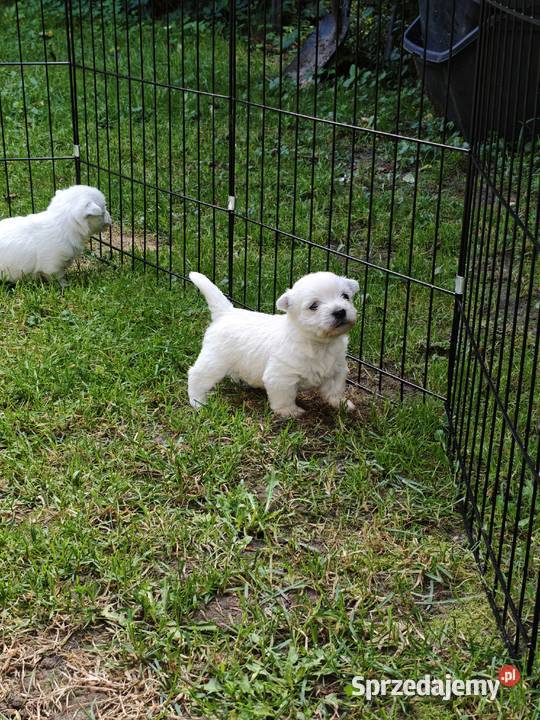 Szczenięta West Highland White Terrier terrier Gościszewo