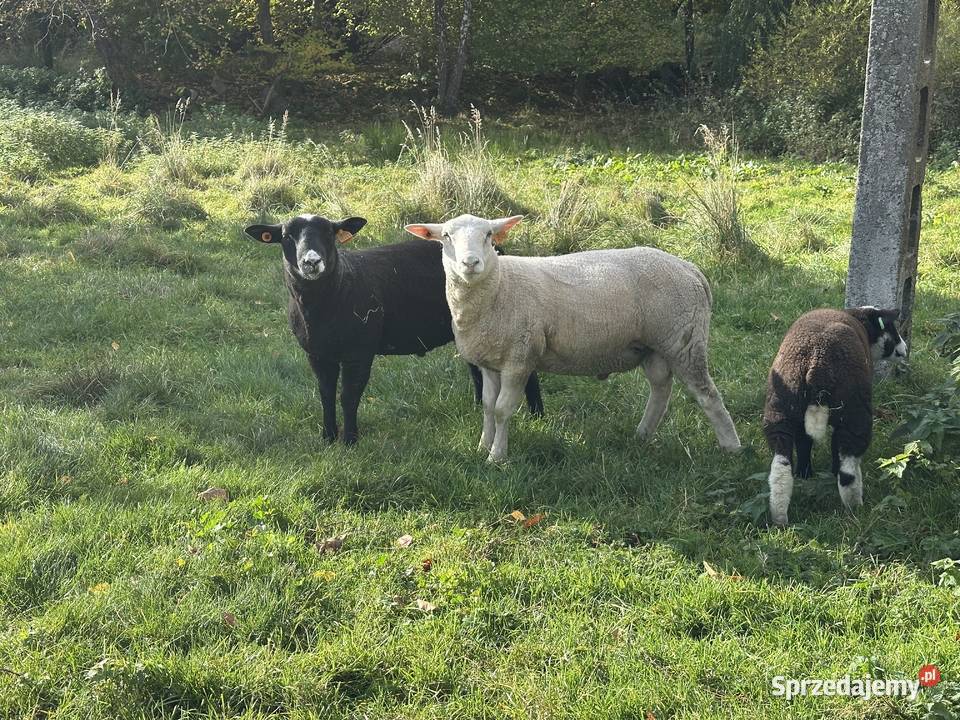 Sprzedam owce hodowlane Cybulino