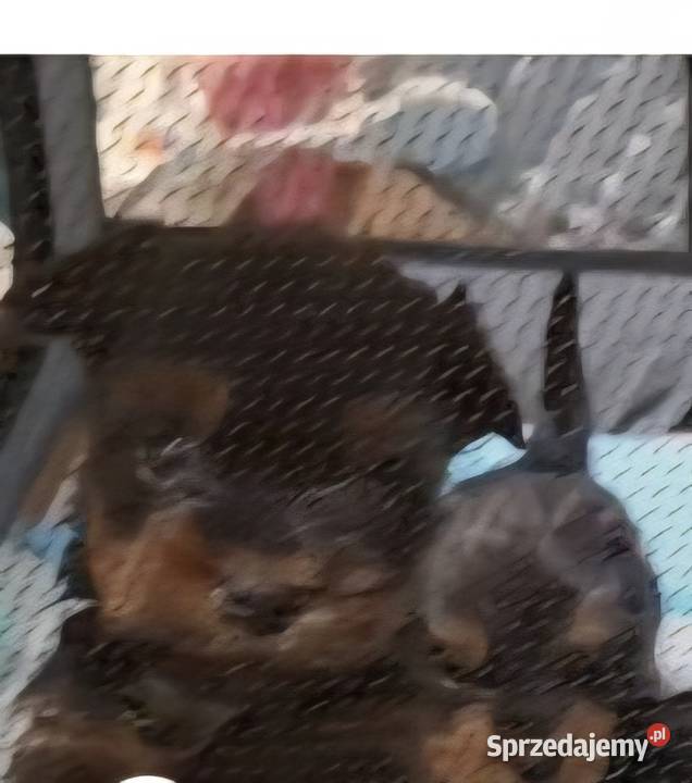 York sunia Gorzów Wielkopolski