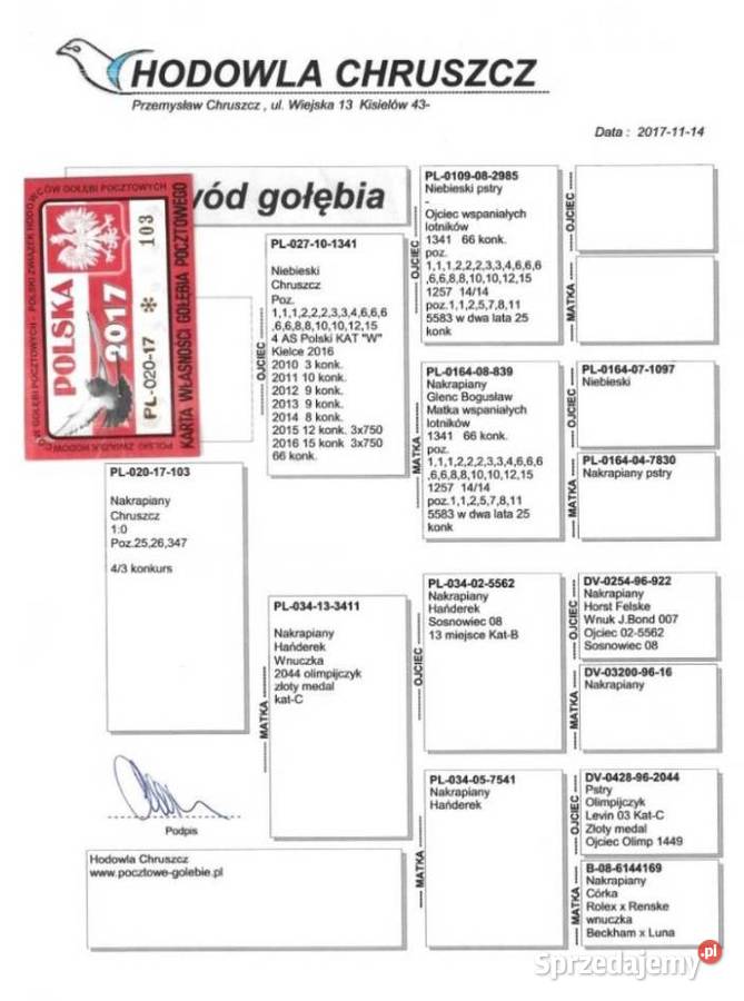 GOŁĘBIE POCZTOWE Wadowice