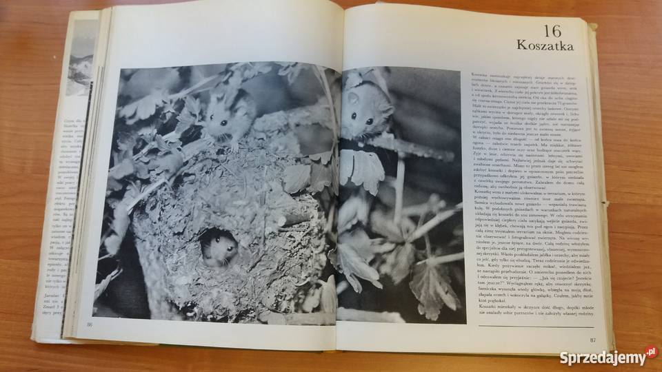 ALBUM Polowanie z kamerą Jaroslav Holeek sprzedam