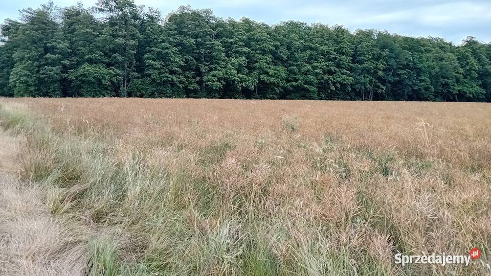Sprzedam działkę rolną Trzebiechów sprzedam