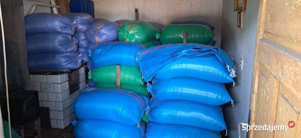 Jęczmień jary ościsty Gorenice