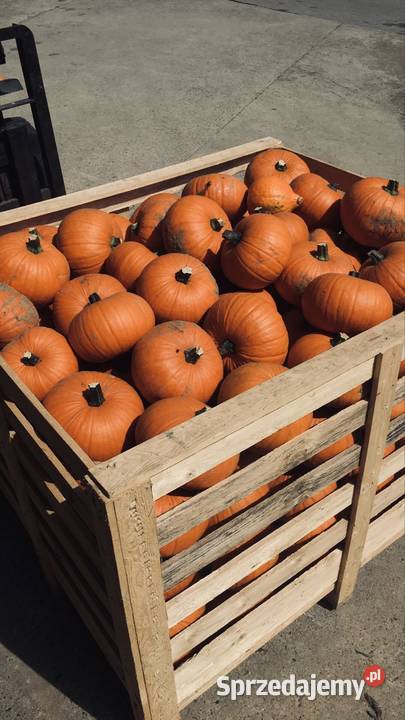 Dynia hokkaido halloween Rolnictwo małopolskie Proszowice sprzedam