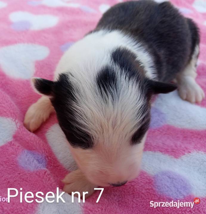 Border collie FCI Dębica