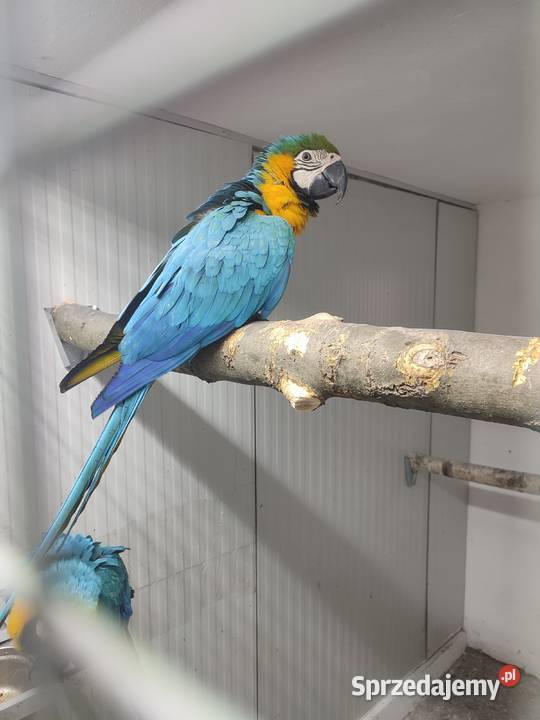 Sprzedam pare Ara Ararauna Istebna