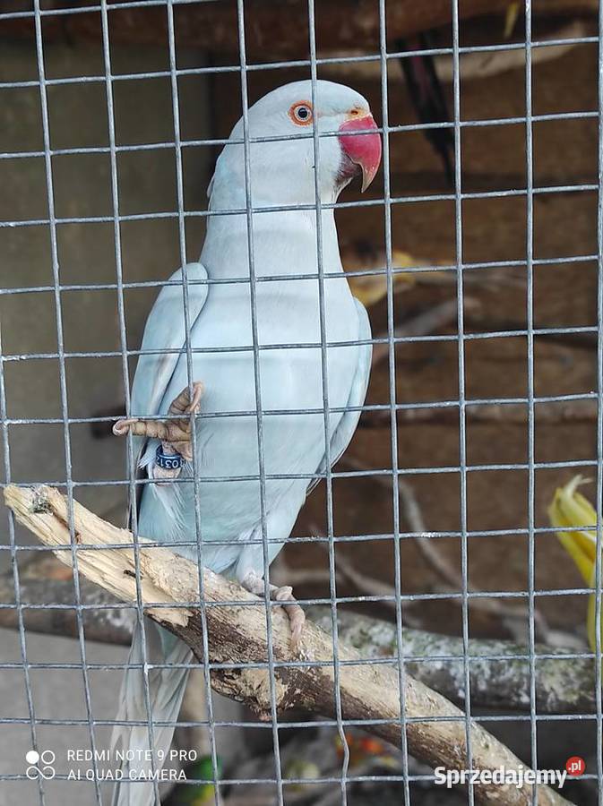 Sprzedam Aleksandretty świergotki i inne ptaki Ptaki