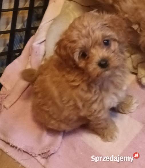 Sprzedam pieskasuczkę rasy maltipoo zaczipowana Andrychów