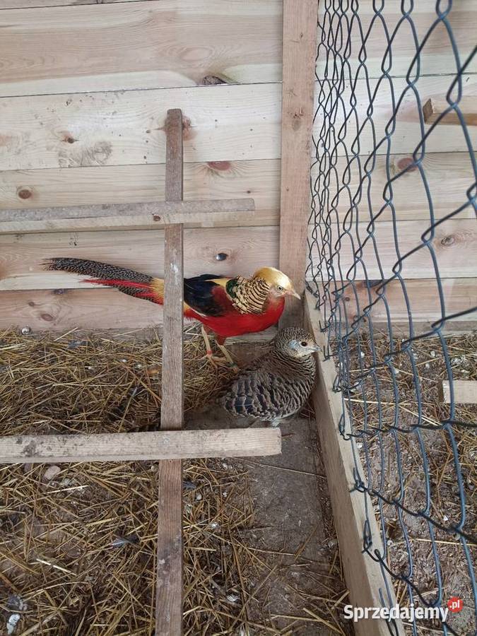 Bażant złocisty Lwówek