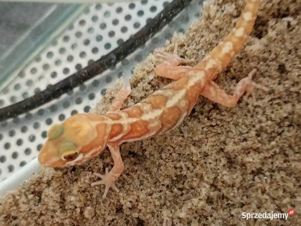 Paroedura picta gekon madagaskarski Białystok