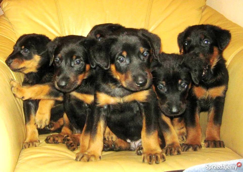BEAUCERON piękne szczenięta z doskonałym Gdynia