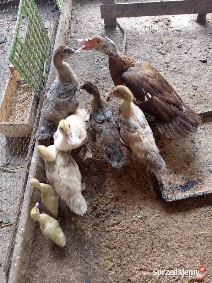Sprzedam kaczki wielkopolskie Koźminek