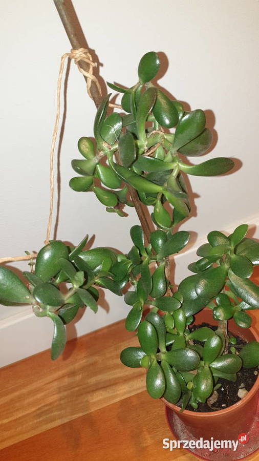 Grubosz crassula drzewko szczęścia duża roślina Warszawa