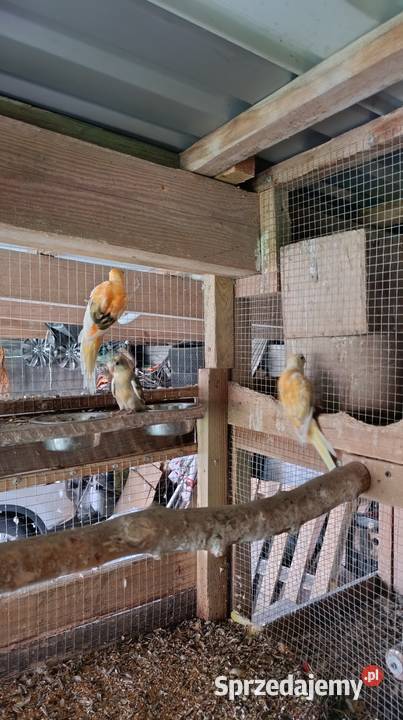 Sprzedam papugi Rozelle Bialolice i Świergotki mazowieckie