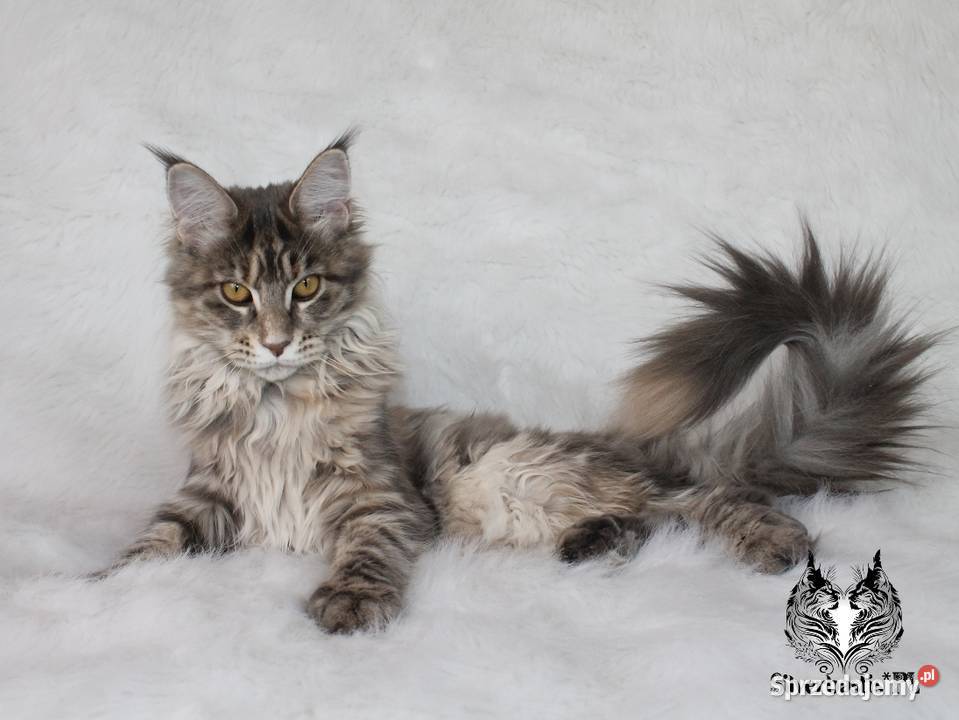 Kotka Maine Coon kociego behawiorysty Zwierzęta Nowa Ruda