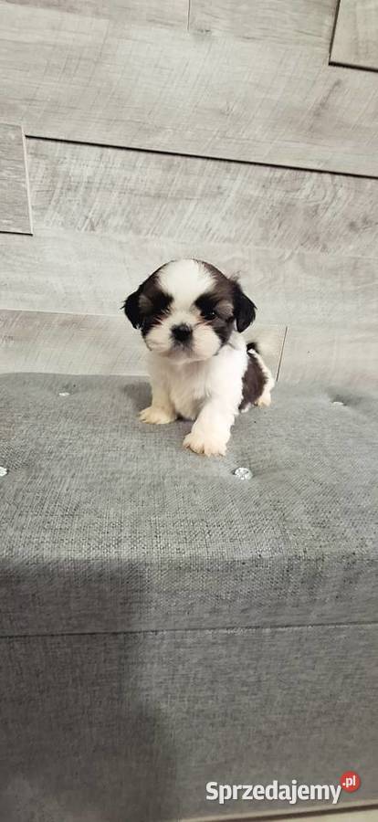 Shih Tzu pieski I suczka Psy Przysucha