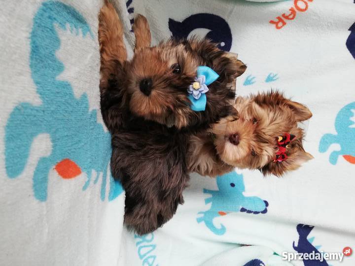 Choco merle blue merle yorkshire terrier pieski