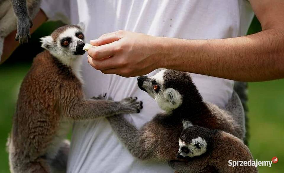 Oswojone Lemury Katta (łac. Lemur Catta) - piękne młode na butelce, hodowla Katowice