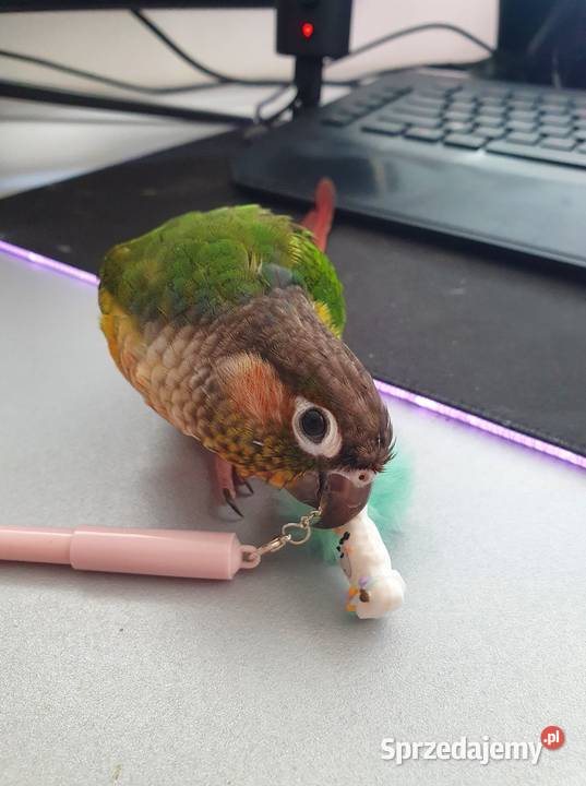 Rudosterki Rudosterka red pineapple samczyk z Kraków sprzedam