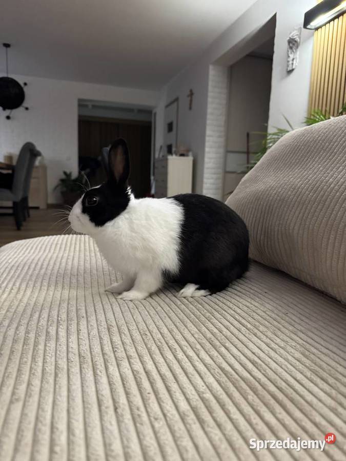 Krolik z klatka Karwia sprzedam