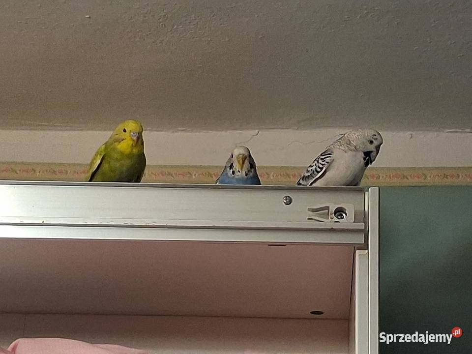 Papugi faliste papuga falista Warszawa