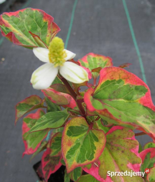 Houttuynia cordata Chamaeleon Tułacz pstry Pozostałe Mogilno