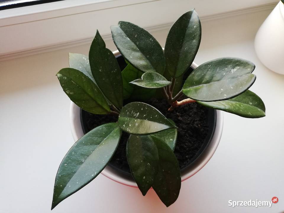 Hoya carnosa biała posadzona hoja hoia sprzedam