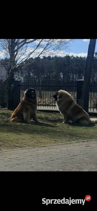 Leonberger szczeniaki zachodniopomorskie Sławoborze