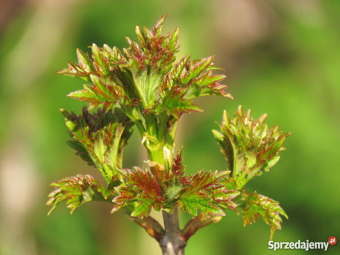 Kalina koralowa miododajna kwitnąca Miododajny lubelskie sprzedam