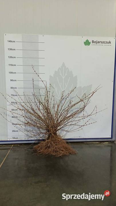 Sadzonki jagody kamczackiej odmiany WOJTEK i Stary Pożóg sprzedam