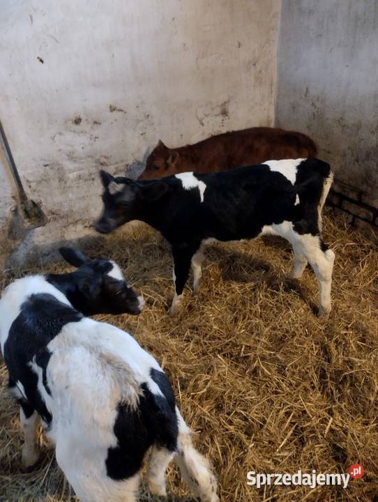 Sprzedam cielaki Parczew