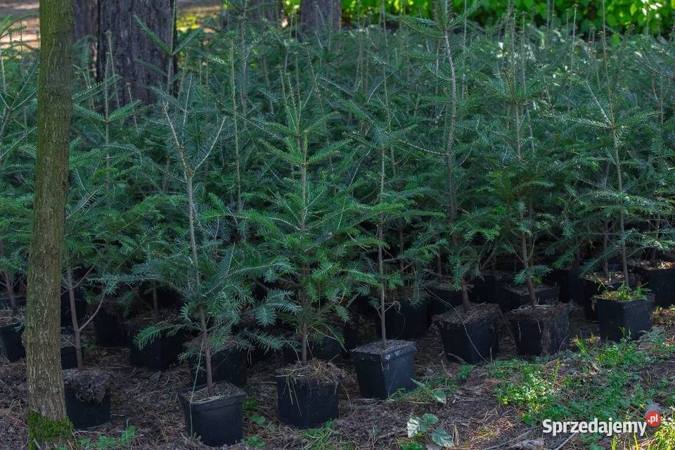 Jodła pospolita Abies alba wys 5070 donica 3 l