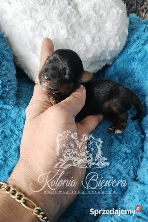 Yorkshire terrier piesek i sunia PASZPORT Sędziejowice