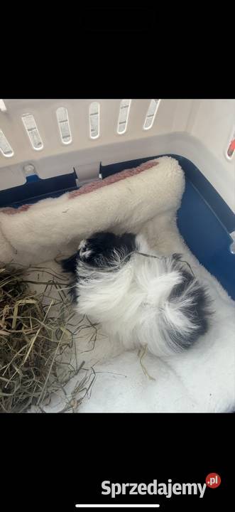 Świnka morska samiec Białystok