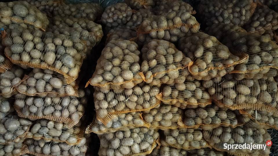 Sprzedam ziemniaki Soraya Rośliny okopowe