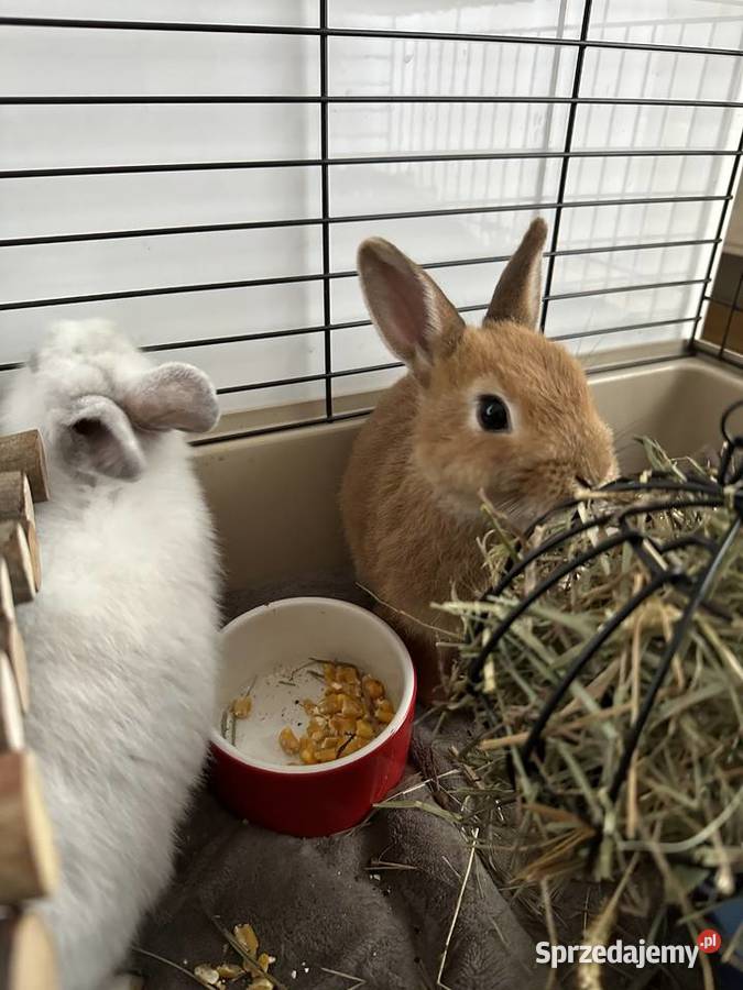 Sprzedam króliki miniaturki z wyprawką 650zl